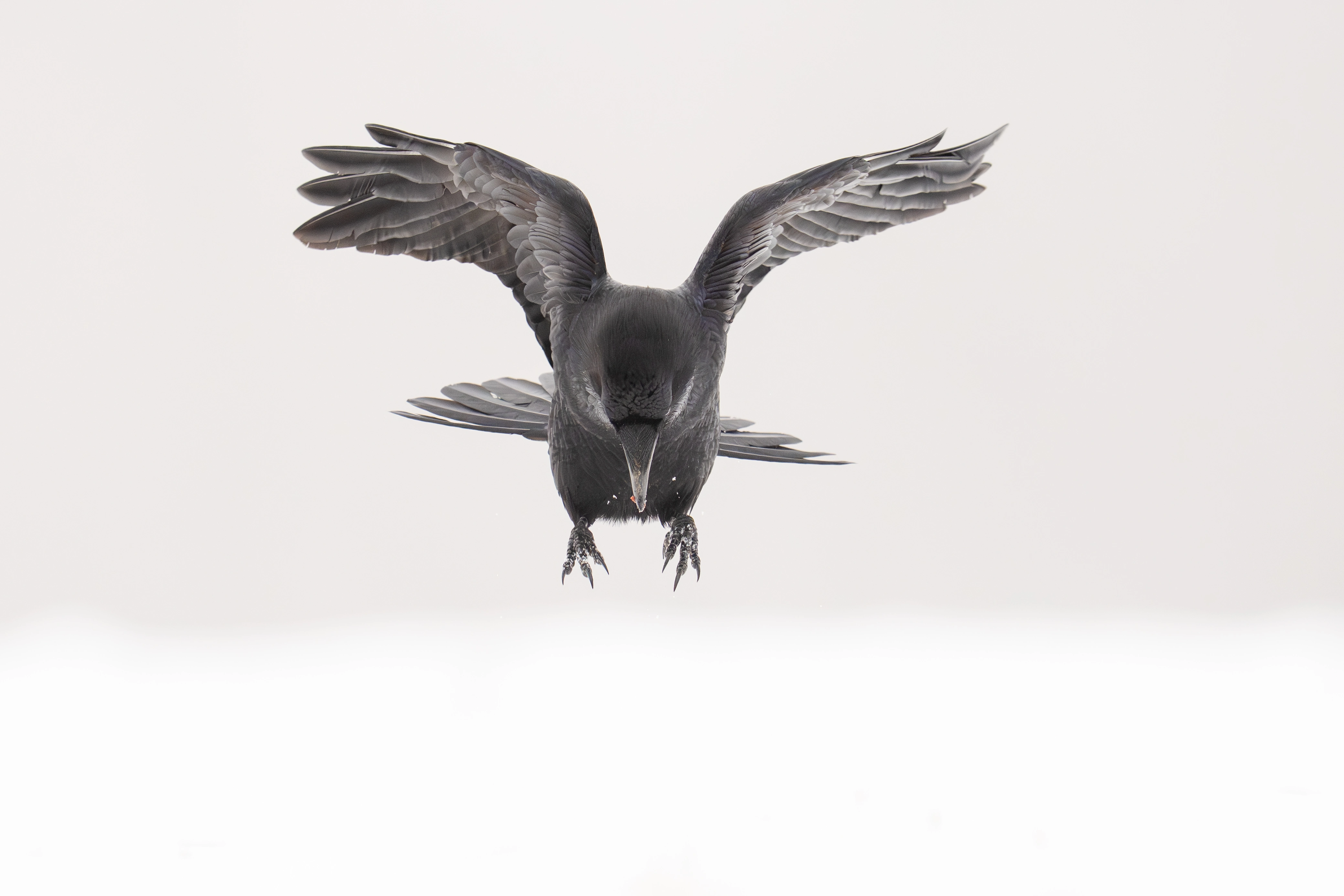 Warmia Elite Wildlife Photography gallery image 13